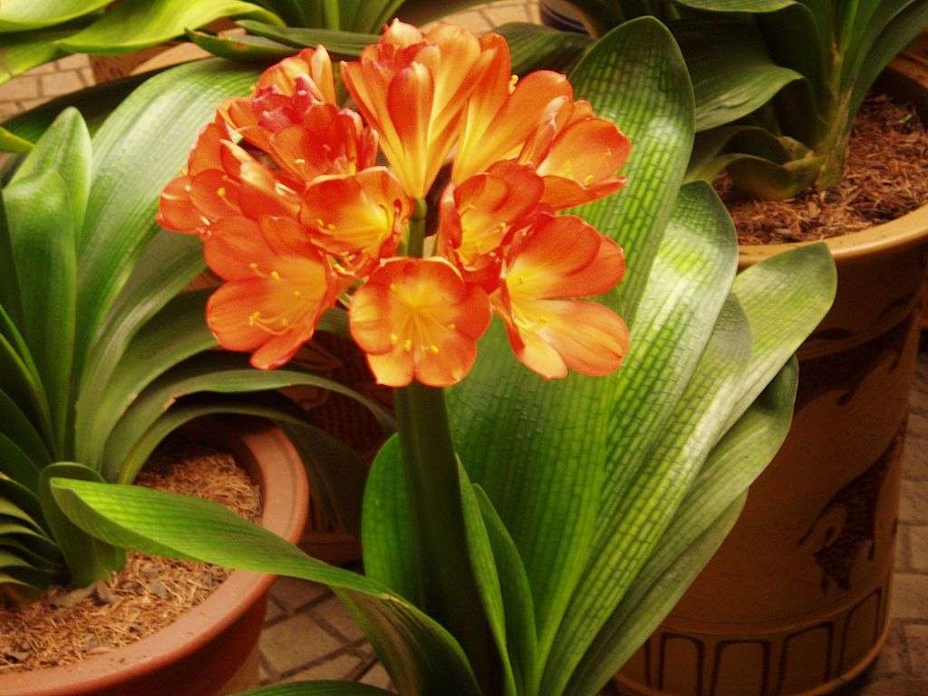 Cómo lograr que la clivia florezca cada año